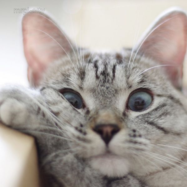Найден самый популярный кот в Instagram (ФОТО+ВИДЕО)