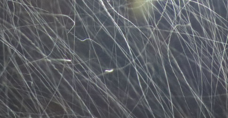 Мариупольцы наблюдали броуновское движение снега (ФОТО+ВИДЕО)
