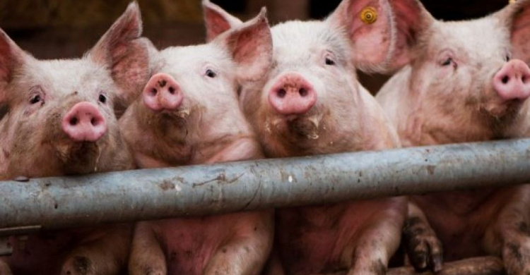 Жителям заповедной зоны под Мариуполем подложили свиней вместо аквапарка