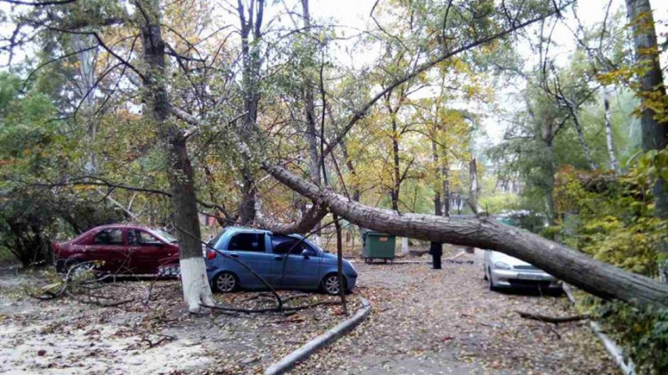 В Мариуполе пятнадцатиметровое дерево «накрыло» четыре автомобиля (ФОТО)