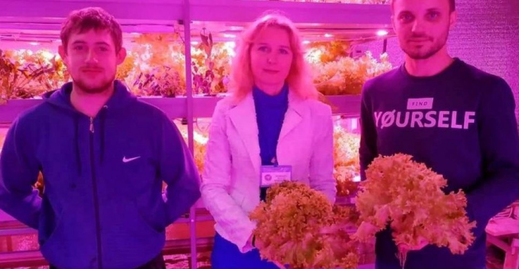 Мариупольский предприниматель выращивает зелень без химических удобрений