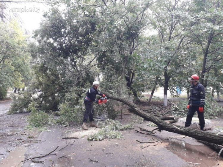 Ветер в Мариуполе повалил деревья. Спасатели и «Зеленстрой» устраняют угрозу (ФОТО)