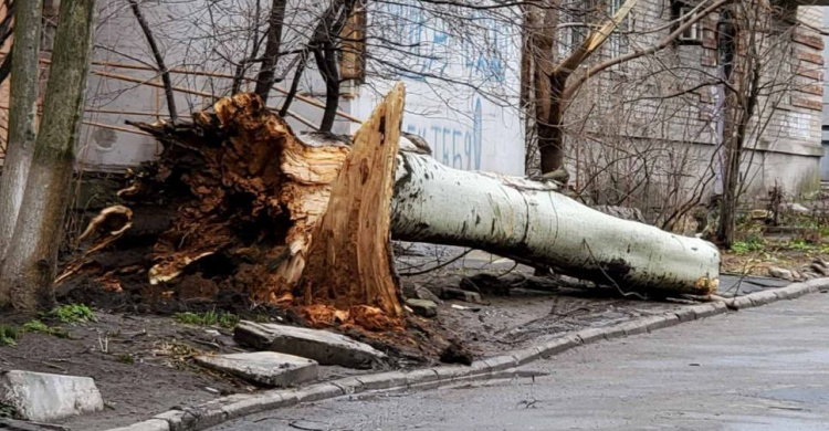 В центре Мариуполя штормовой ветер завалил мощное дерево (ФОТО)