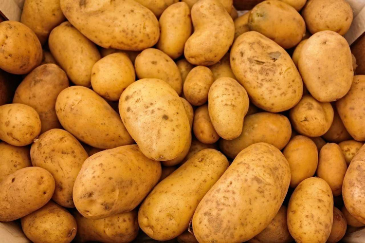 Коли подешевшає картопля – експерт поділився прогнозом