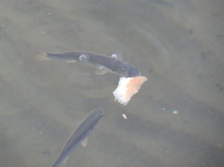 В Мариуполе море кишит рыбой (ФОТО+ВИДЕО)