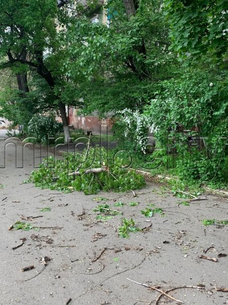 Отключение света и сломанные деревья: в Мариуполе бушует ветер