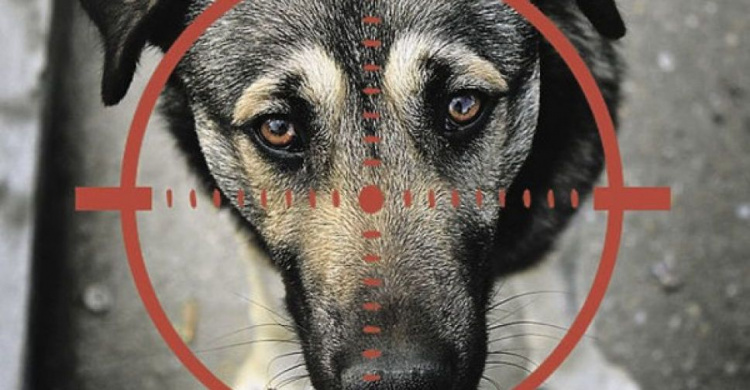 В Мариуполе появились охотники на собак? Несколько животных беспощадно застрелены (18+)