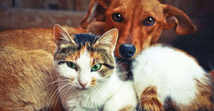В Мариуполе запустили благотворительную акцию в поддержку бездомных животных