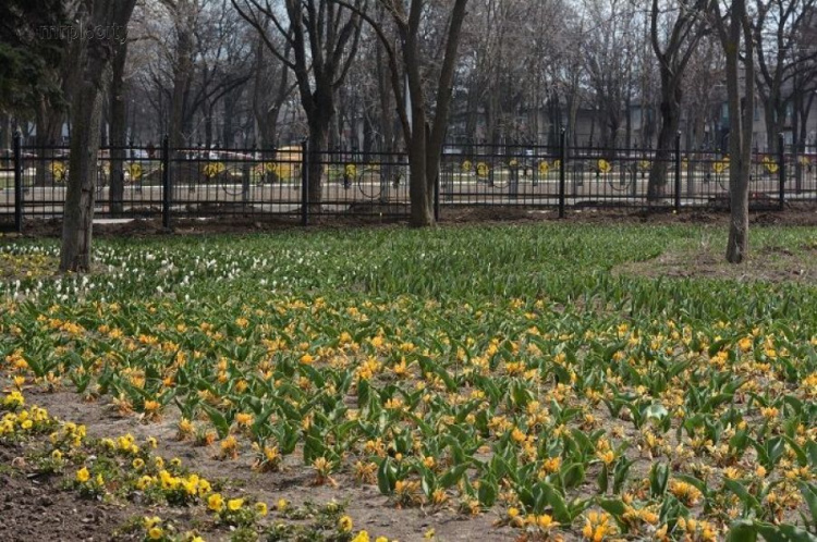 Стало известно, каким мариупольцы увидят обновленный парк «Веселка» (ФОТО)