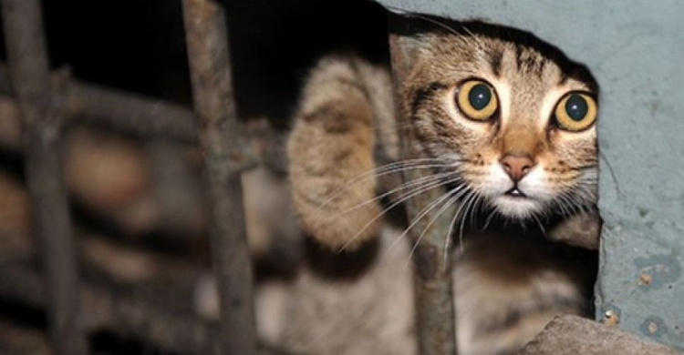 В Мариуполе после смерти хозяйки в заточении оказались семь кошек