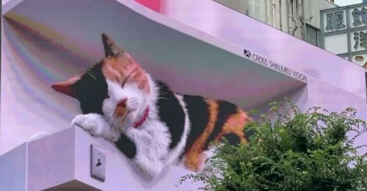 Огромный билборд с мяукающим котом