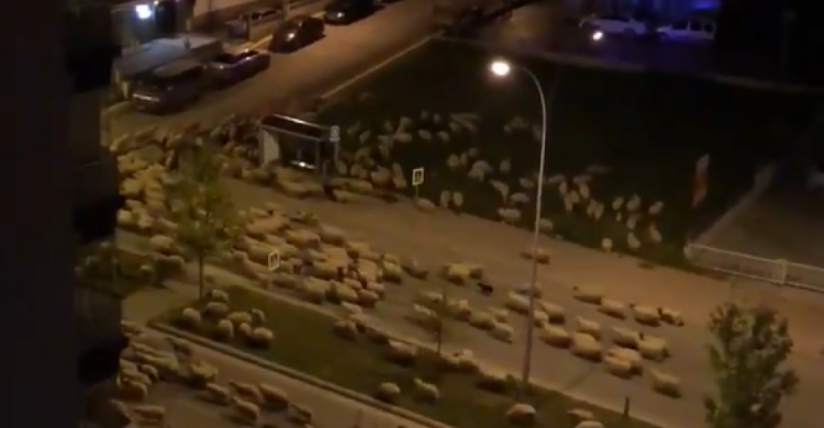 Во время карантина улицы Турции «захватили» овцы (ФОТО+ВИДЕО)