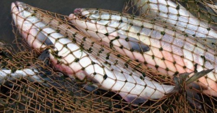 В Мариуполе днепропетровский браконьер наловил рыбы на 130 тысяч гривен
