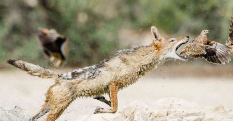 В Приазовье выросла численность лис, волков и шакалов. Дикие животные нападают на домашних