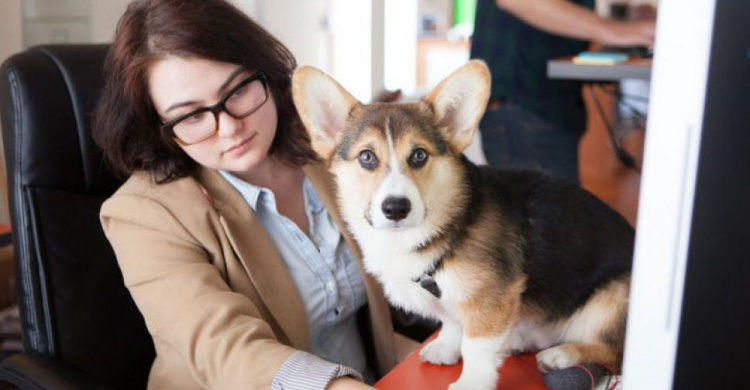 С собакой на работу: Мариупольцев приглашают провести трудовой день с любимцами (ФОТО)