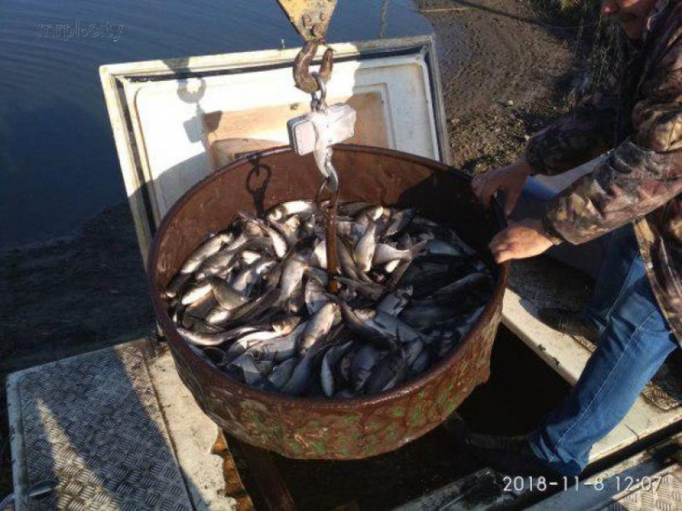 Водоемы Донетчины пополнились на более чем 150 тонн рыбы (ФОТО)