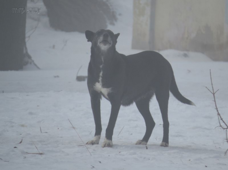 Собака, напавшая на женщину в Мариуполе, ушла от погони с транквилизатором в крови (ФОТО+ВИДЕО)