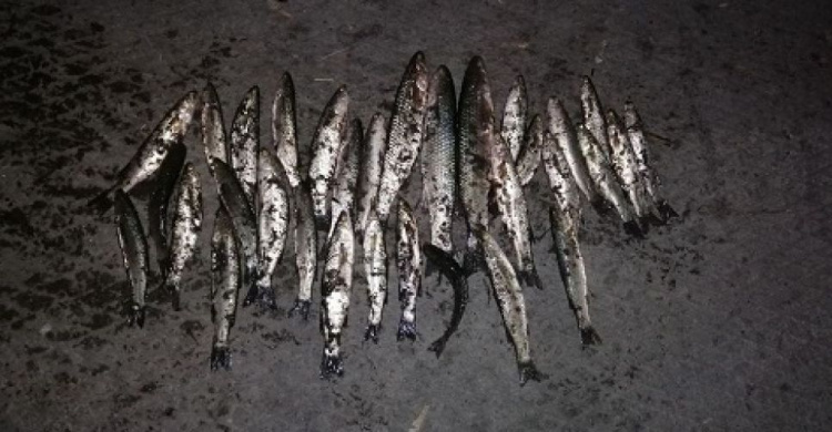 Мариупольский браконьер «пауком» наловил рыбы на 22 тысячи гривен (ФОТО)
