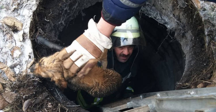 Пятеро спасателей выручали животное из западни в Донецкой области (ФОТО)