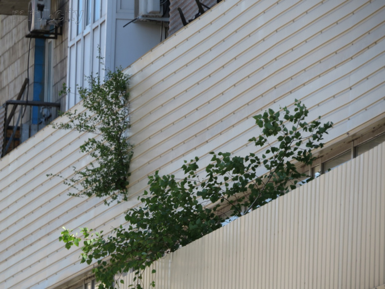  «Зеленый десант»  произвел захват здания мариупольского РАГСа (ФОТОФАКТ)