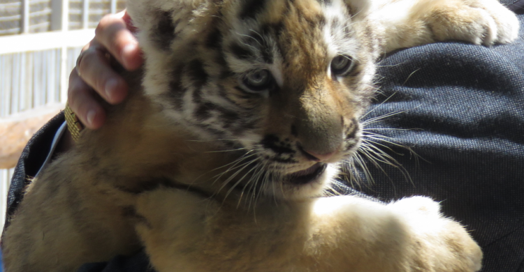 В Мариуполе родились два уссурийских тигренка. Мариупольцам предлагают выбрать имена малышкам (ФОТО+ВИДЕО)