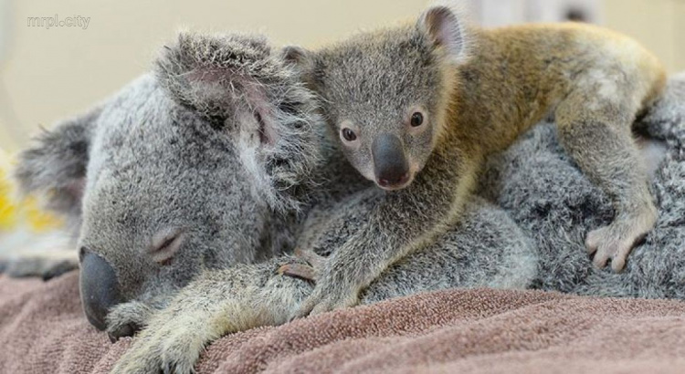 Детеныш коалы обнимает маму во время операции (ФОТО)
