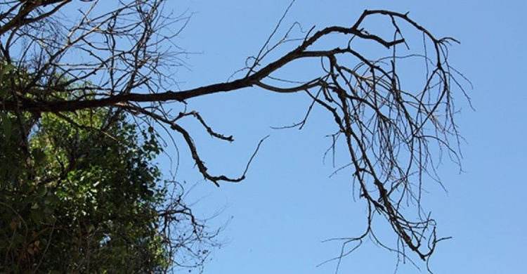 Аварийные деревья во дворе мариупольской многоэтажки угрожают жизни жильцов (ВИДЕО)