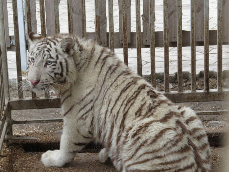 Суд обязал экоактивиста Бородина выплатить моральный ущерб владельцу мариупольского зоопарка (ФОТО)