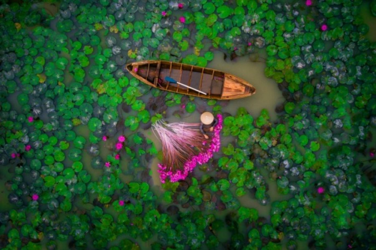 Сбор водяных лилий в дельте реки Девяти Драконов, Вьетнам.