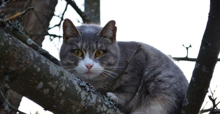 На дереве в Мариуполе четвертые сутки сидит кот. Никто не может его снять