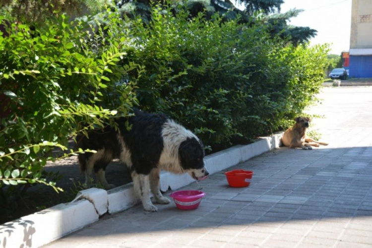 «Попил воды – напои собаку»: мариупольцев призывают спасать от жары бездомных животных