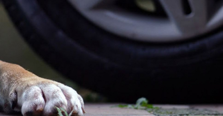 Сбил и уехал: в Мариуполе спасли жизнь собаке (ВИДЕО)