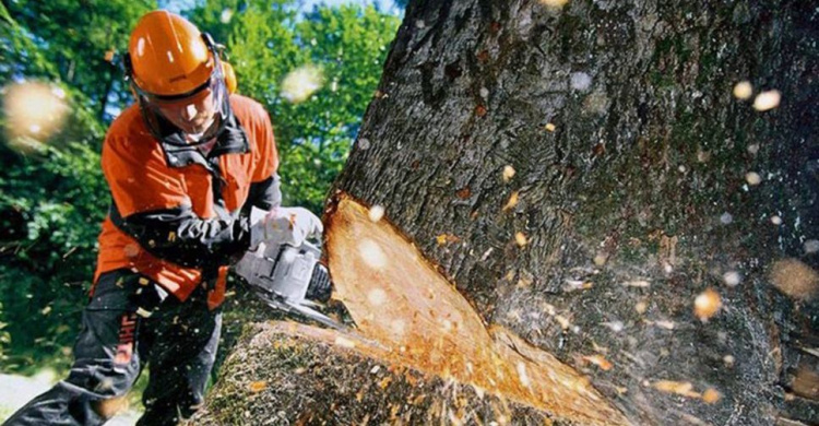 В Мариуполе в 2019 году планируется спилить более 2000 деревьев