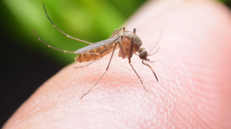 Комары заражают мариупольцев глистами-«нитками»