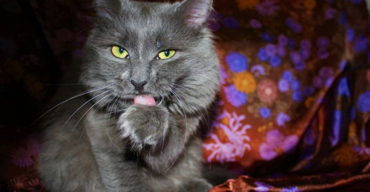 В Мариуполе ко дню дворНЯШЕК выбирают самого красивого беспородного кота (ФОТО)