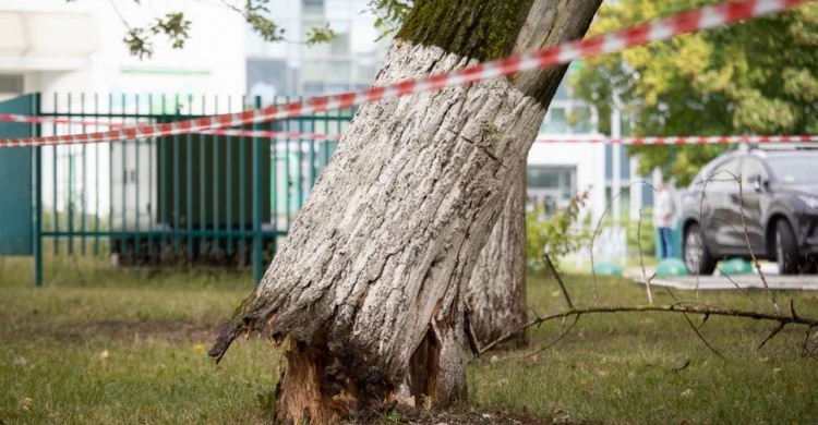 Двадцатиметровая опасность: здоровью мариупольцев угрожало аварийное дерево 