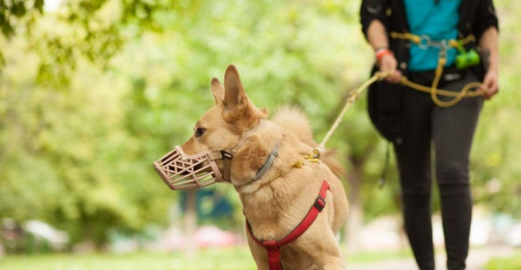 Где мариупольцам можно выгулять собаку и почему парки для собачников – табу