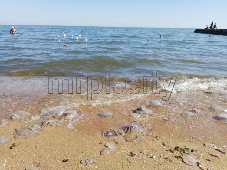 Как на поле битвы: побережье Мариуполя усеяно мертвыми медузами