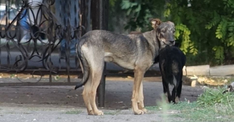 В полумиллионном Мариуполе нашлось 20 добровольцев, которые посчитают бездомных собак (ФОТО)