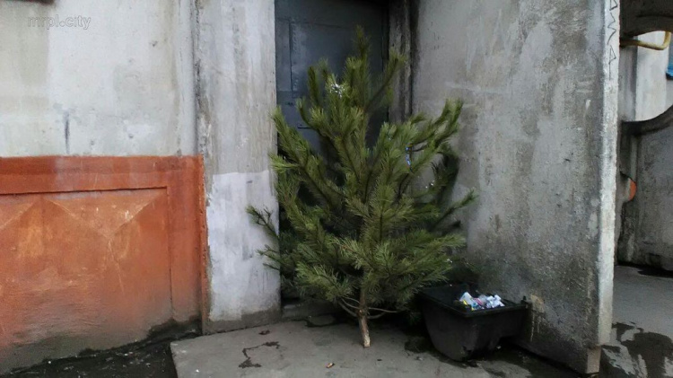 В Мариуполе собрали тонну выброшенных елок (ФОТО)