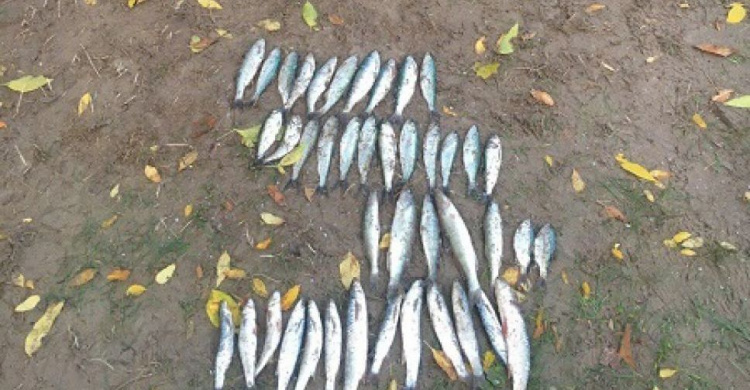 Браконьер в Мариуполе наловил рыбы, занесенной в Красную книгу (ФОТО)