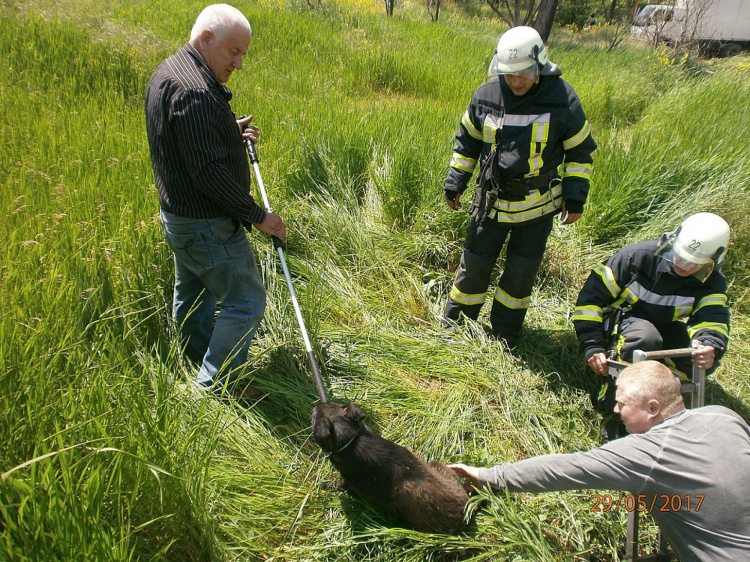 Мариупольские спасатели освободили из колодца собаку (ФОТО)