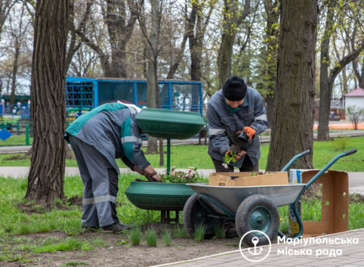 Массовая высадка однолетних: Мариуполь украсят еще около 230 тысяч цветов