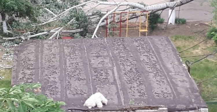 На игровую площадку мариупольского детсада рухнуло дерево (ФОТОФАКТ)