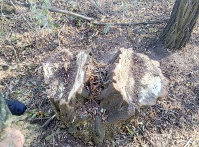 На Донбассе на линии фронта поймали «черных» лесорубов