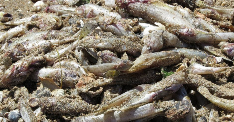 Третий день в Мариуполе устраняют последствия массового замора рыбы (ФОТОФАКТ)  