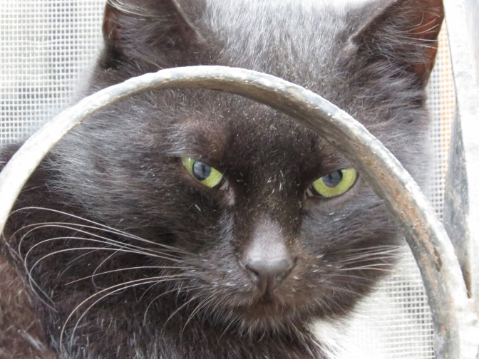 Мариупольский кот с удовольствием попал за решетку (ФОТОФАКТ)