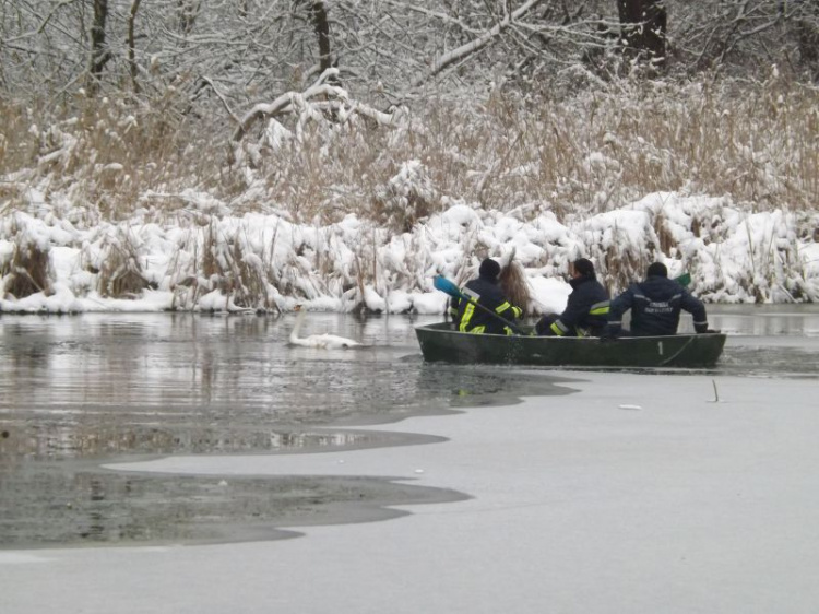 Спасатели в Донецкой области пришли на помощь замерзающему лебедю (ФОТО+ВИДЕО)