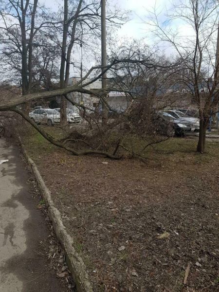 В Мариуполе деревья падают на припаркованные автомобили (ФОТО)