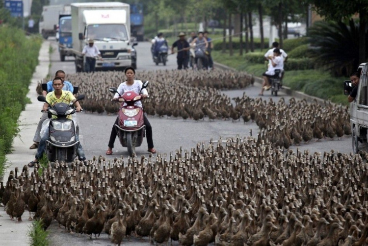 В Китае тысячи уток перекрыли движение транспорта (ВИДЕО)